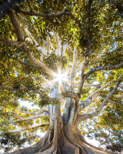 Exploring Plant Medicine